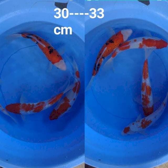 Mixx koi 4 ekor 30-33 cm