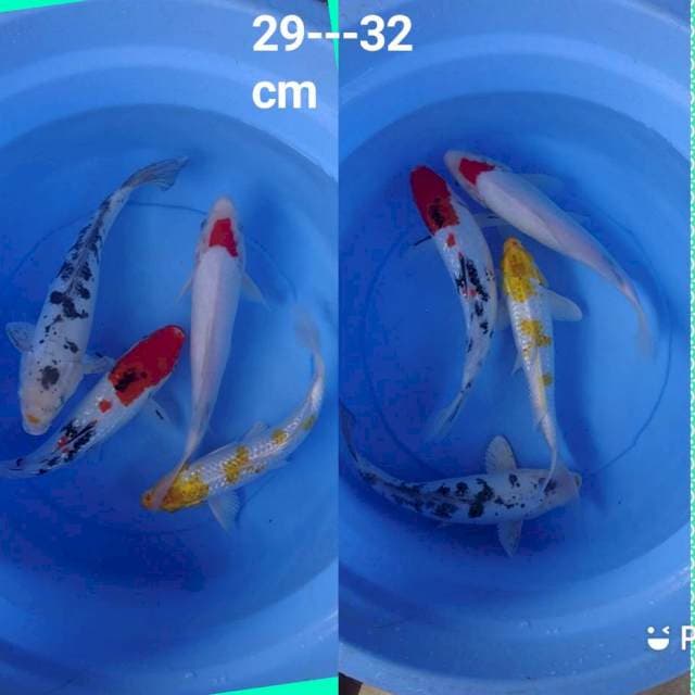 4 ekor mixx koi 29--32 cm