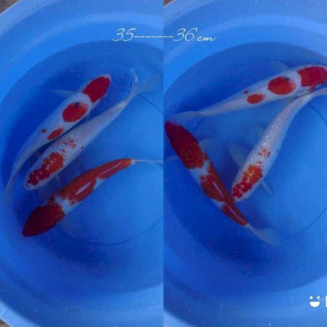 3 ekor 35-36 cm mixxx koi