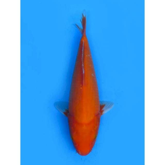 Aka Hajiro Bulky - 28cm