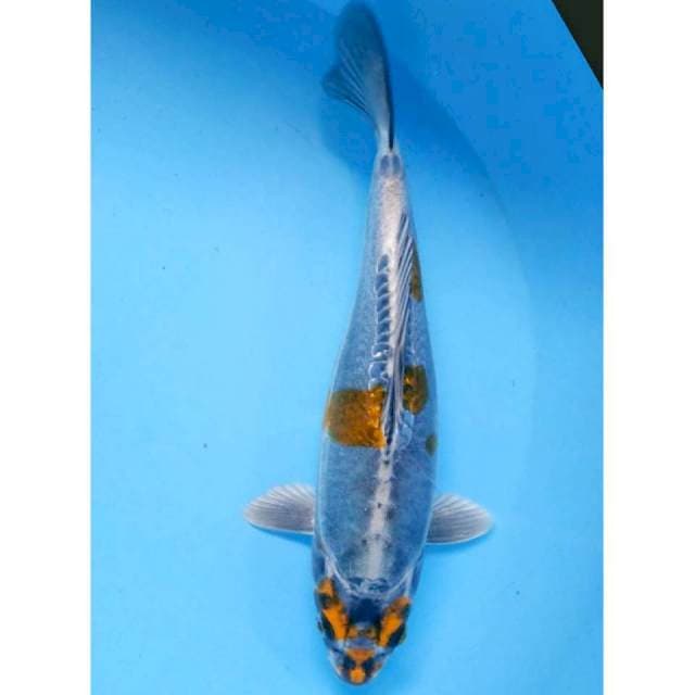 kiko jantan 26cm