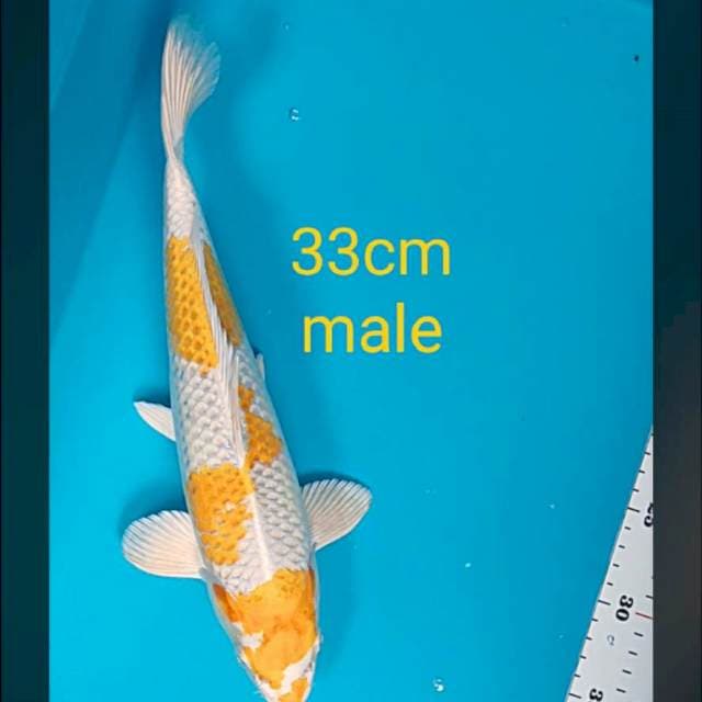 Hariwake strong 33cm male