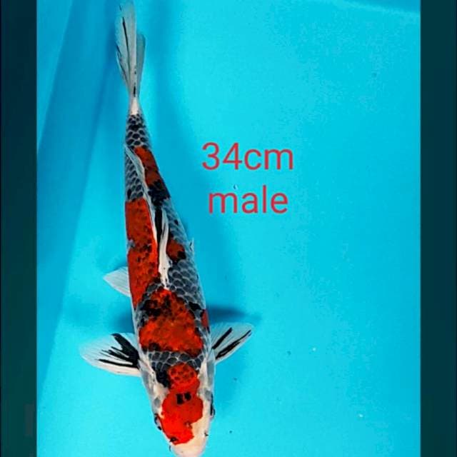Gishiki strong 34cm male