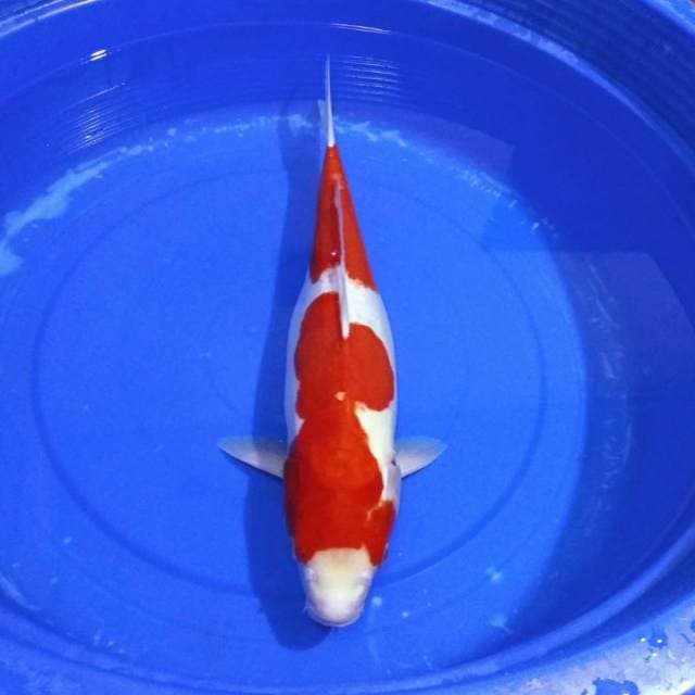 55bu kohaku doitsu merah