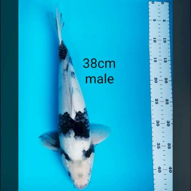 Shiro salju 38cm male