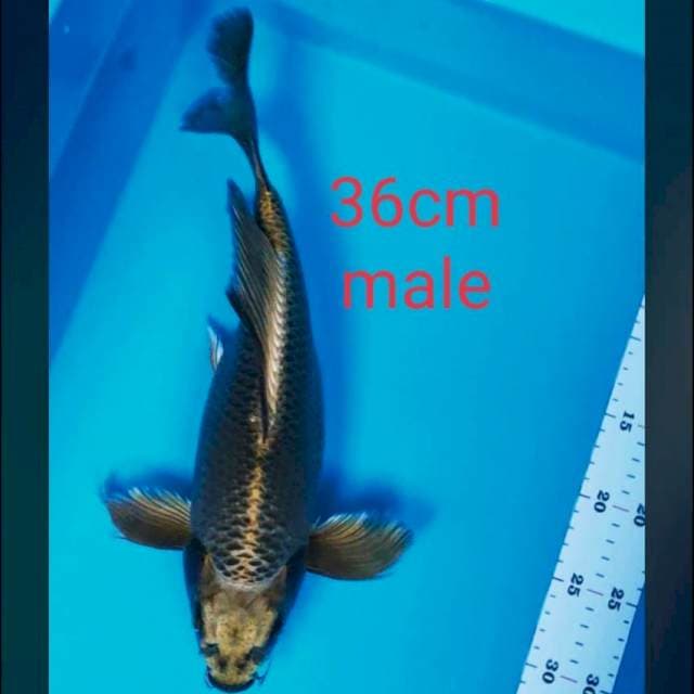 Kumpay mukashi 36cm male