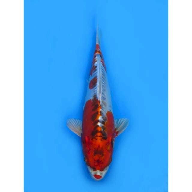 Red Kujaku Doitsu - 23cm