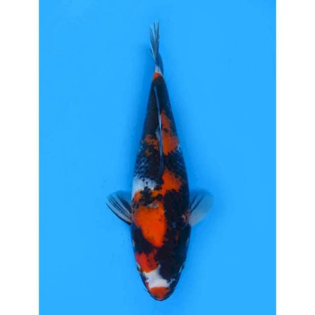 Hi Showa - 29cm