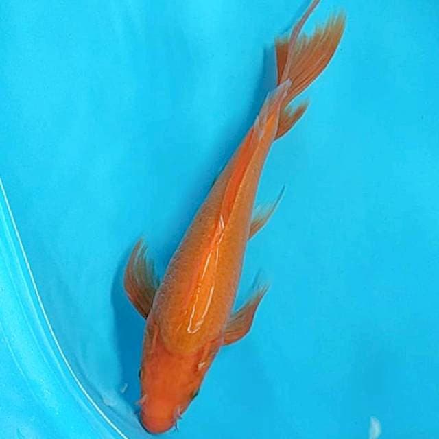 Kumpay Beni Punuk 33cm