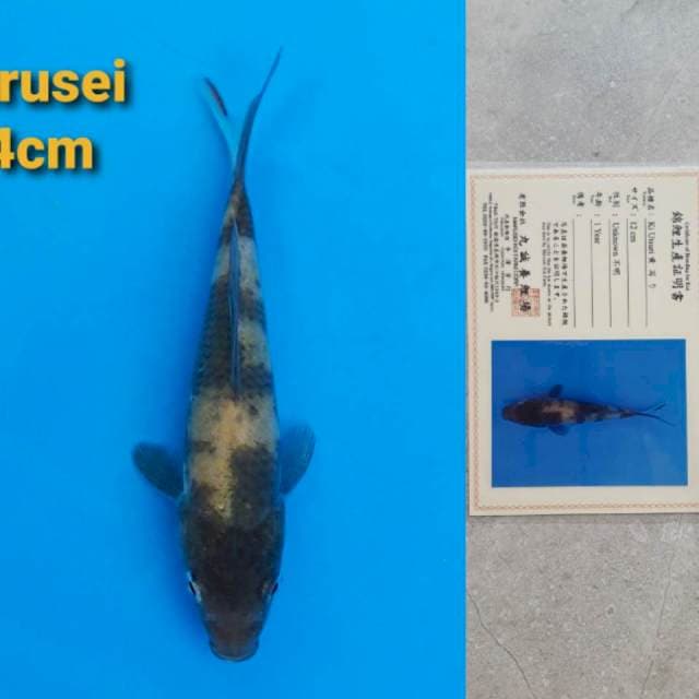 Marusei Ki-Utsuri 14cm certy