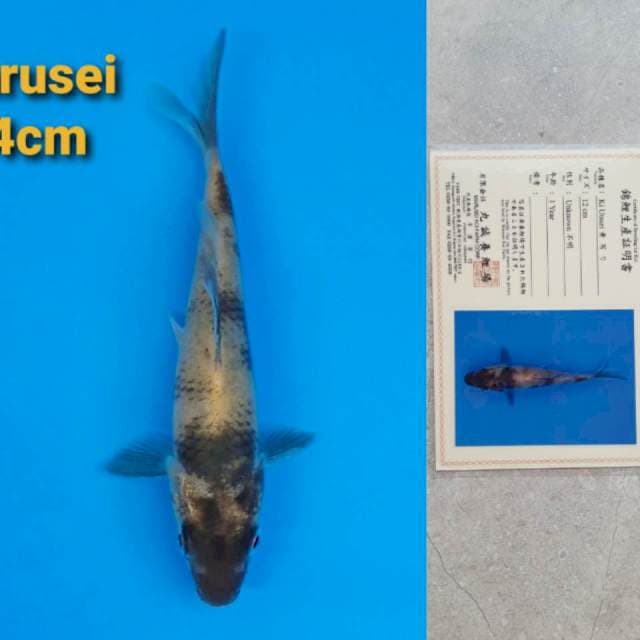Marusei Ki-Utsuri 14cm certy