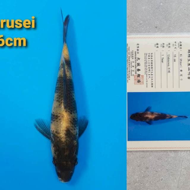 Marusei Ki-Utsuri 16cm certy