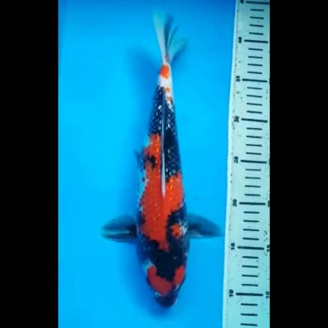 MARUTEN SHOWA GINRIN JANTAN 33 Cm