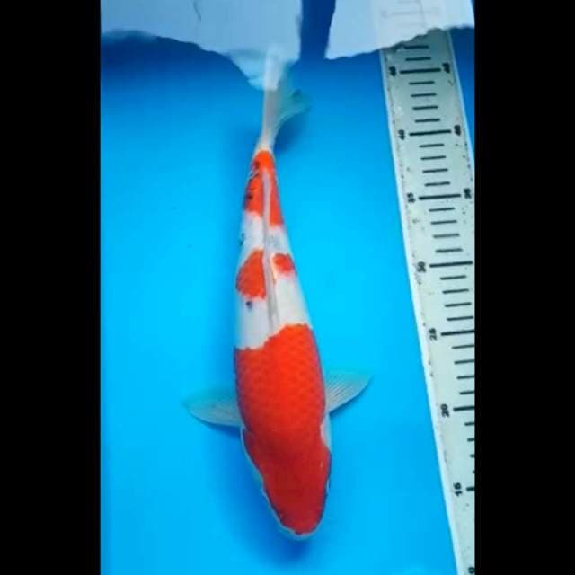 SANKE PUNUK 32 Cm