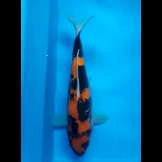 KIN SHOWA PUNUK 33 Cm