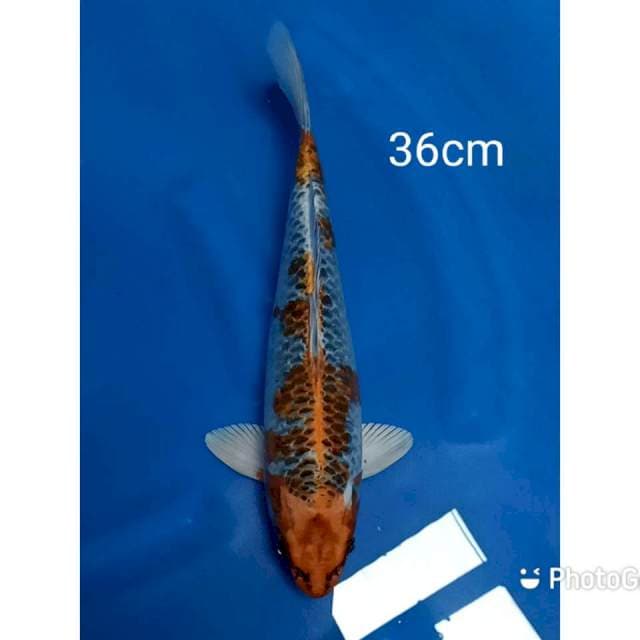 Kujaku 36cm