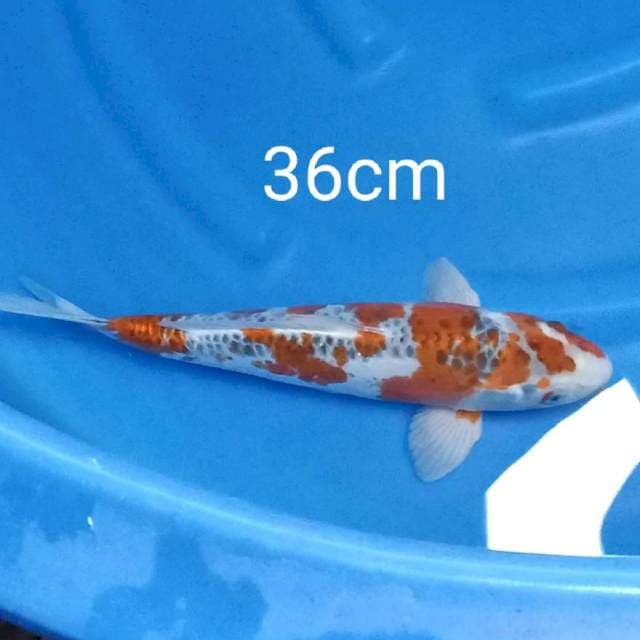 Kiko 36cm