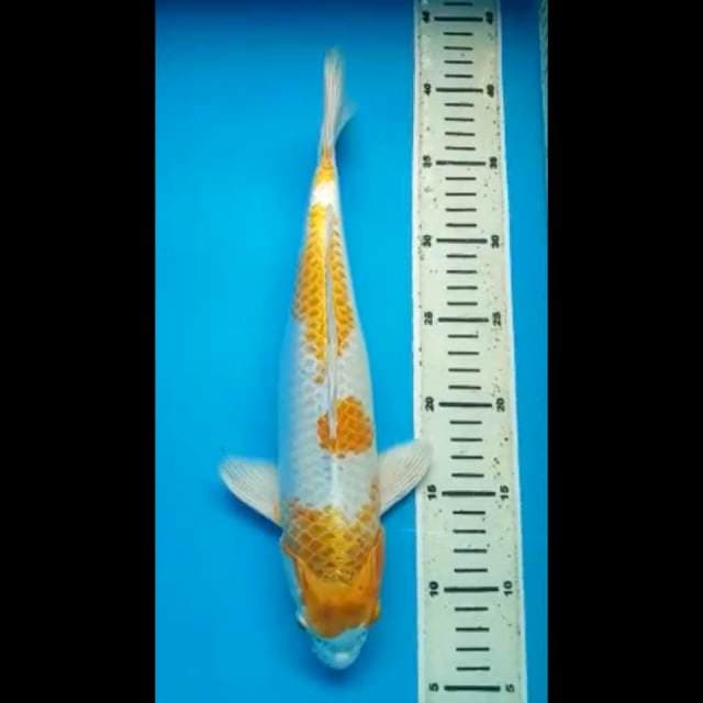 HARIWAKE 34 Cm, JANTAN