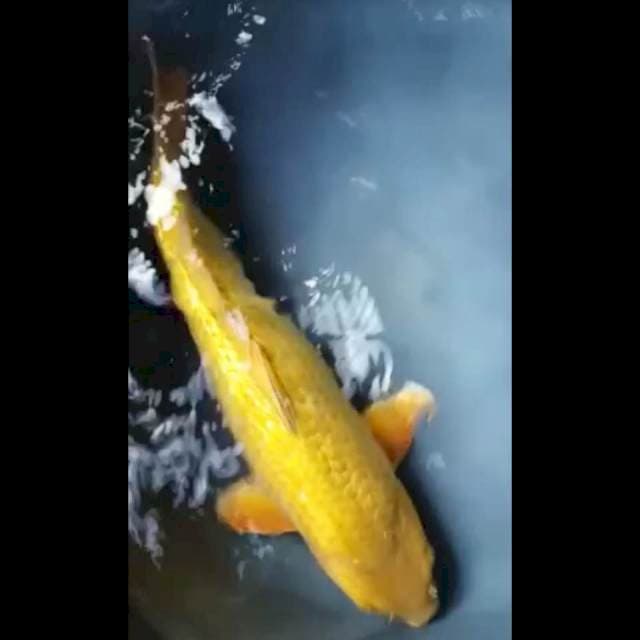 CHAGOI GINRIN PUNUK 36 Cm