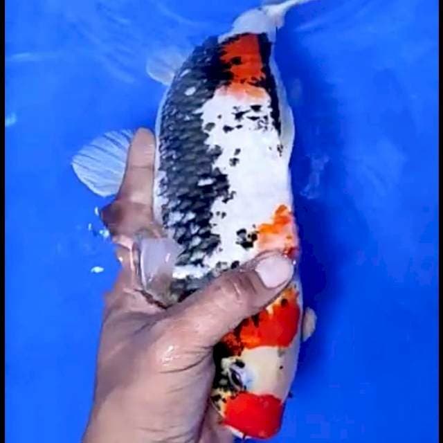 BENI MATSUKAWABAKE # 34CM MALE
