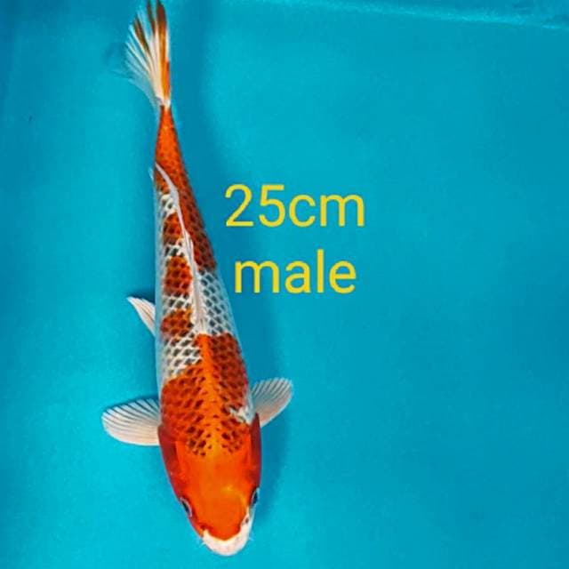 Kujaku 25cm male