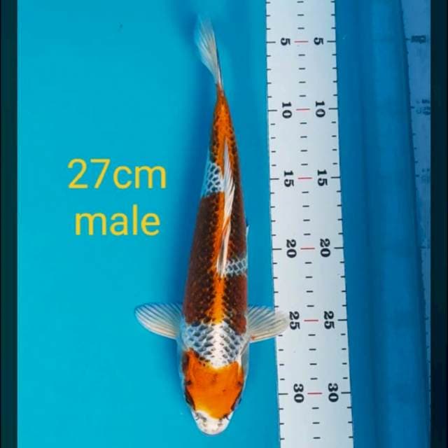 Ginga 27cm male