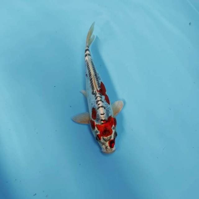 BENI 14