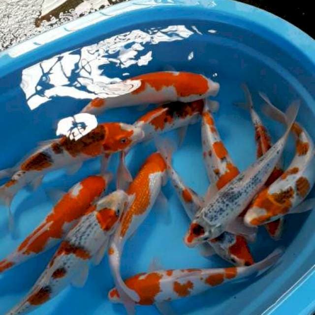 Mix kohaku 30 cm