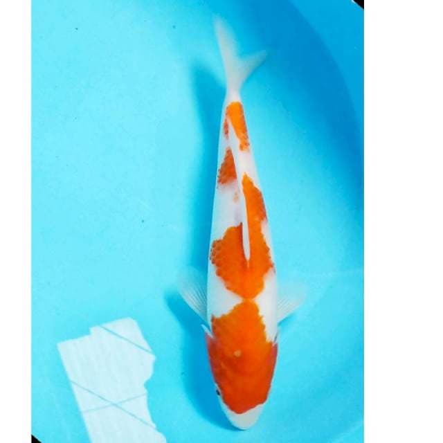 Inazuma kohaku 29cm