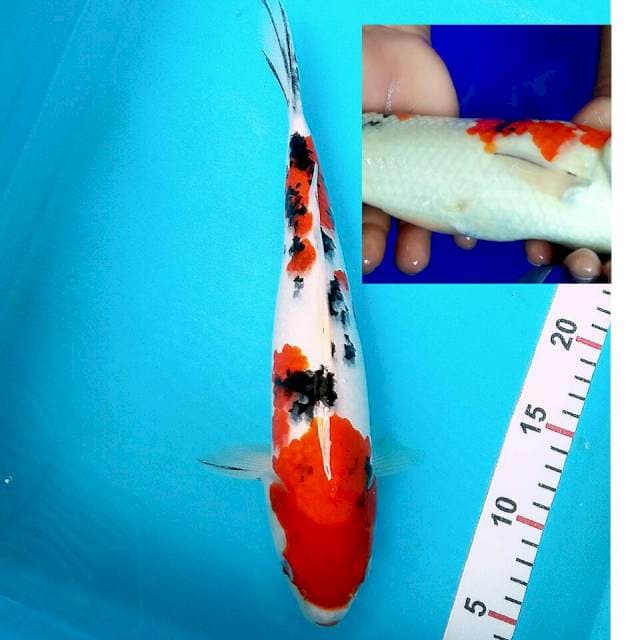 Sanke 30cm (cek deskripsi)