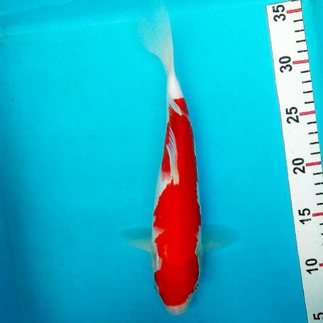 Kohaku 29cm