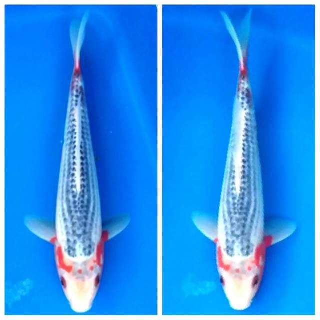 asagi 26cm