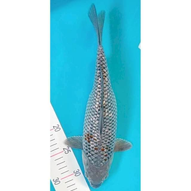 Ochiba ginrin punuk 36cm
