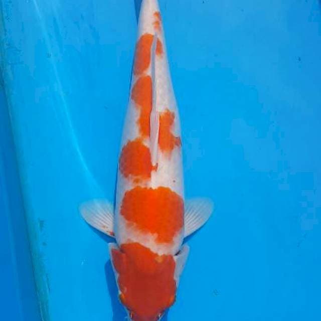 Kohaku bulky 37cm 
