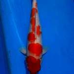 Kohaku bulky 37cm 