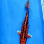 Mizuho orange doitsu 33cm
