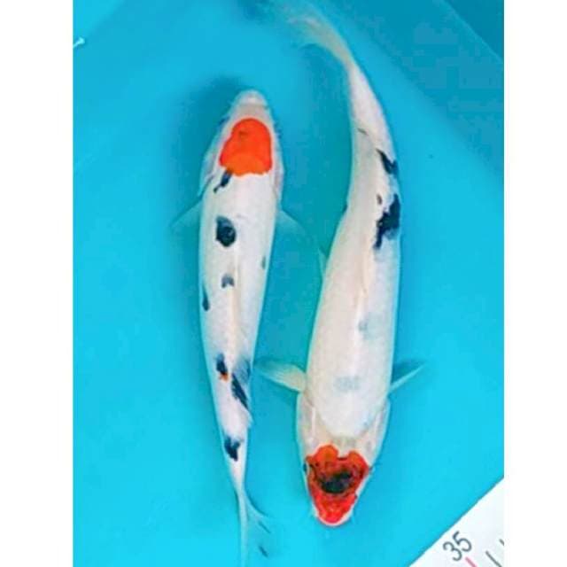 Duo Tancho 25,29cm