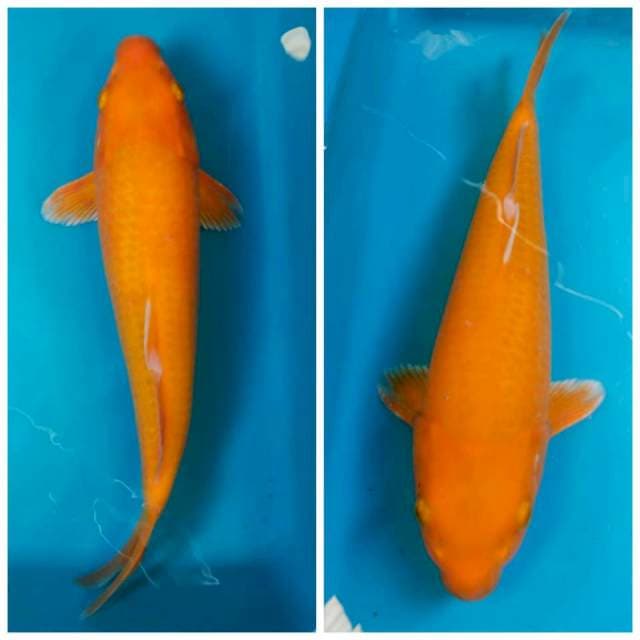 Orenji F1 38cm