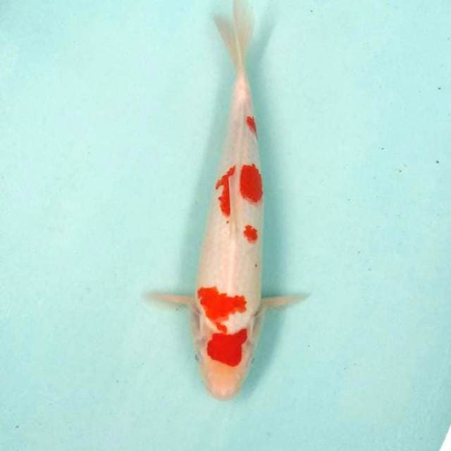 Kohaku 37cm..merah bagus