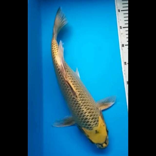 MATSUBA KUMPAY JUMBO PUNUK 37 Cm