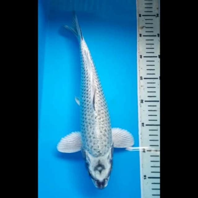 MUKASHI GINRIN PUNUK, JANTAN 36 Cm