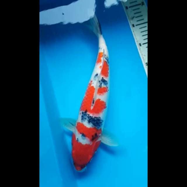 SANKE PUNUK 34 Cm, JANTAN