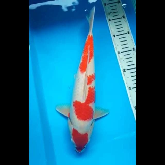 MARUTEN KOHAKU 36 Cm, JANTAN