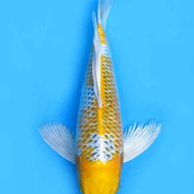 Hariwake 40cm