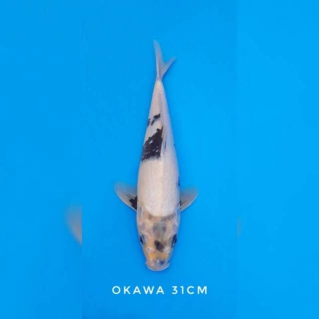 Shiro tategoi import