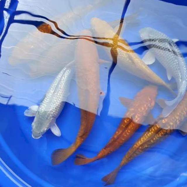 Penjinak kolam 35Bu 8ekor