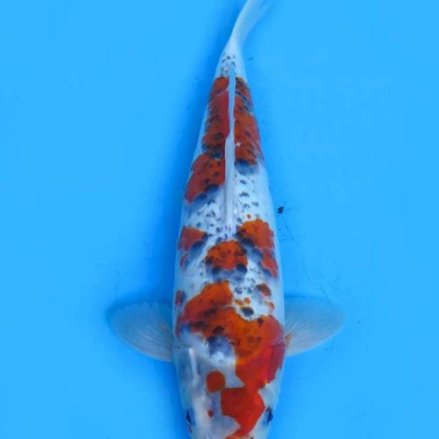 Goshiki 34cm