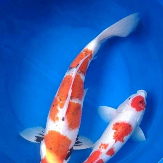 Sk koromo