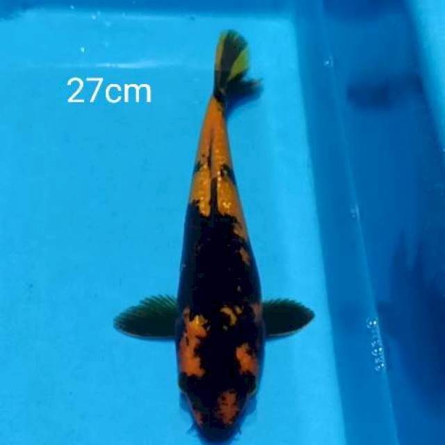 Hi utsuri ginrin 27cm