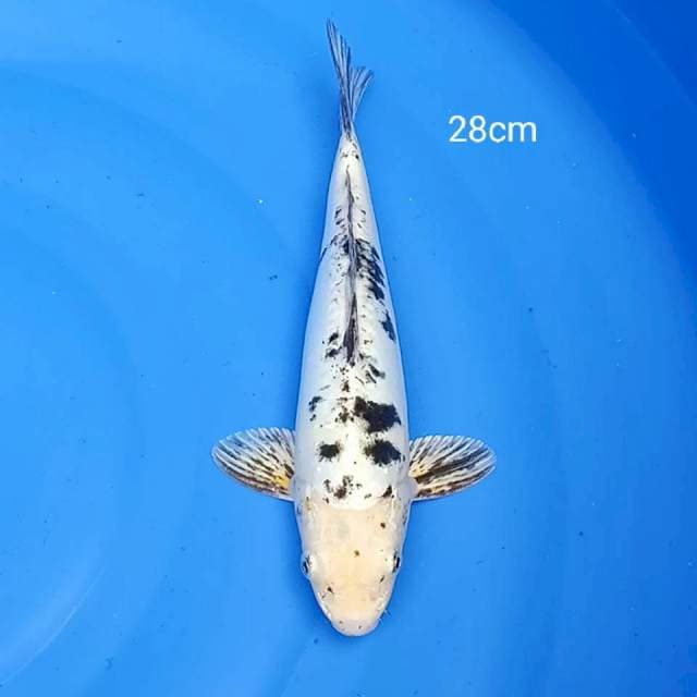 Shiro beko doitsu Hikari 28cm